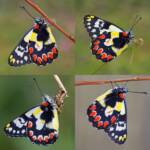 Red Spotted Jezebel (Delias aganippe), Brisbane QLD © Hongming Kan