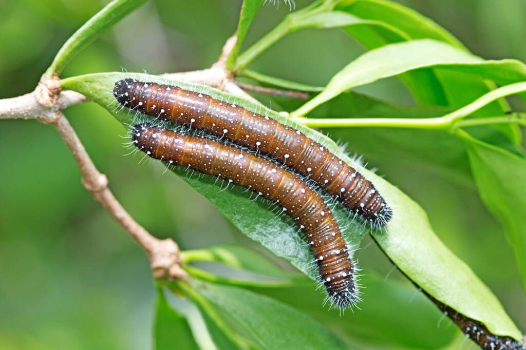 Red Spotted Jezebel (Delias aganippe) caterpillars, Brisbane QLD © Hongming Kan