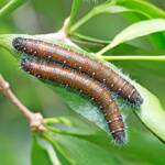Red Spotted Jezebel (Delias aganippe) caterpillars, Brisbane QLD © Hongming Kan