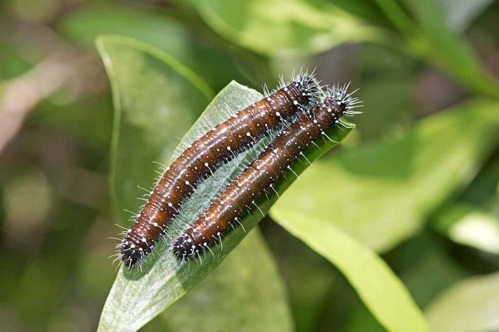 Red Spotted Jezebel (Delias aganippe) caterpillars, Brisbane QLD © Hongming Kan