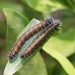 Red Spotted Jezebel (Delias aganippe) caterpillars, Brisbane QLD © Hongming Kan