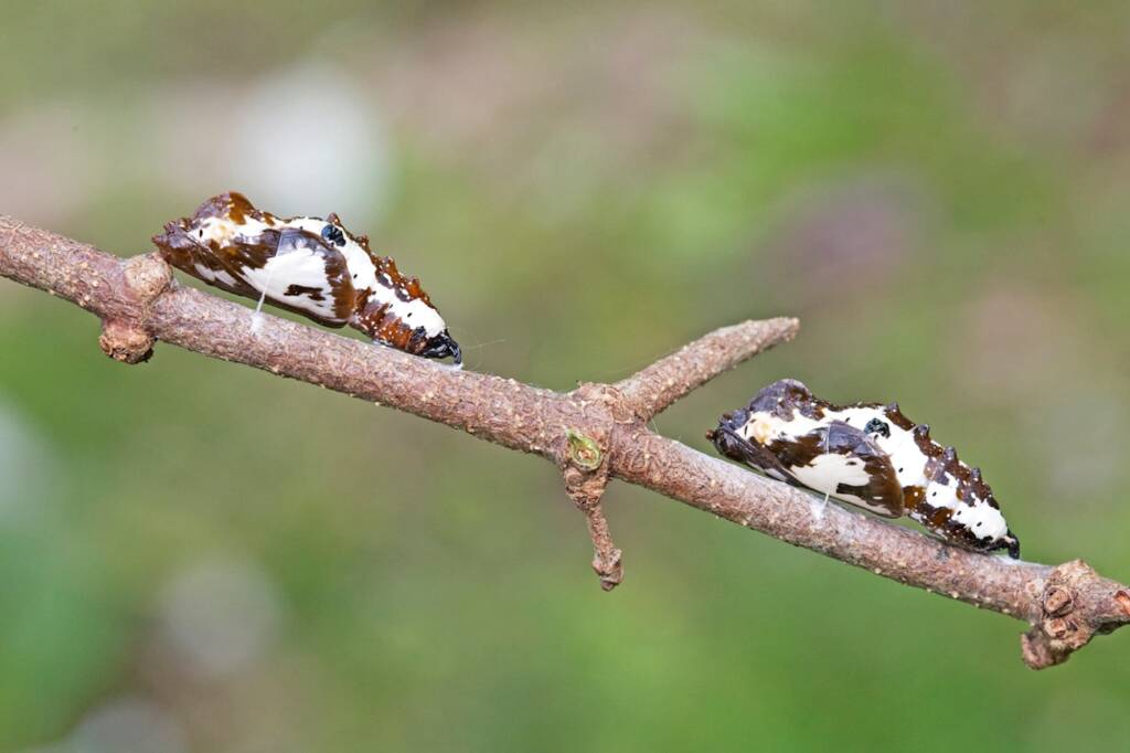Red Spotted Jezebel (Delias aganippe) pupa, Brisbane QLD © Hongming Kan