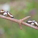 Red Spotted Jezebel (Delias aganippe) pupa, Brisbane QLD © Hongming Kan