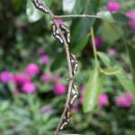Red Spotted Jezebel (Delias aganippe) pupa, Brisbane QLD © Hongming Kan