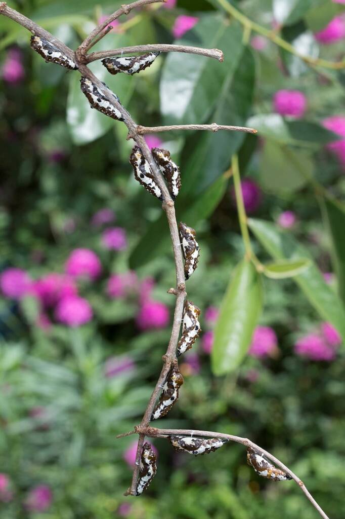 Red Spotted Jezebel (Delias aganippe) pupa, Brisbane QLD © Hongming Kan