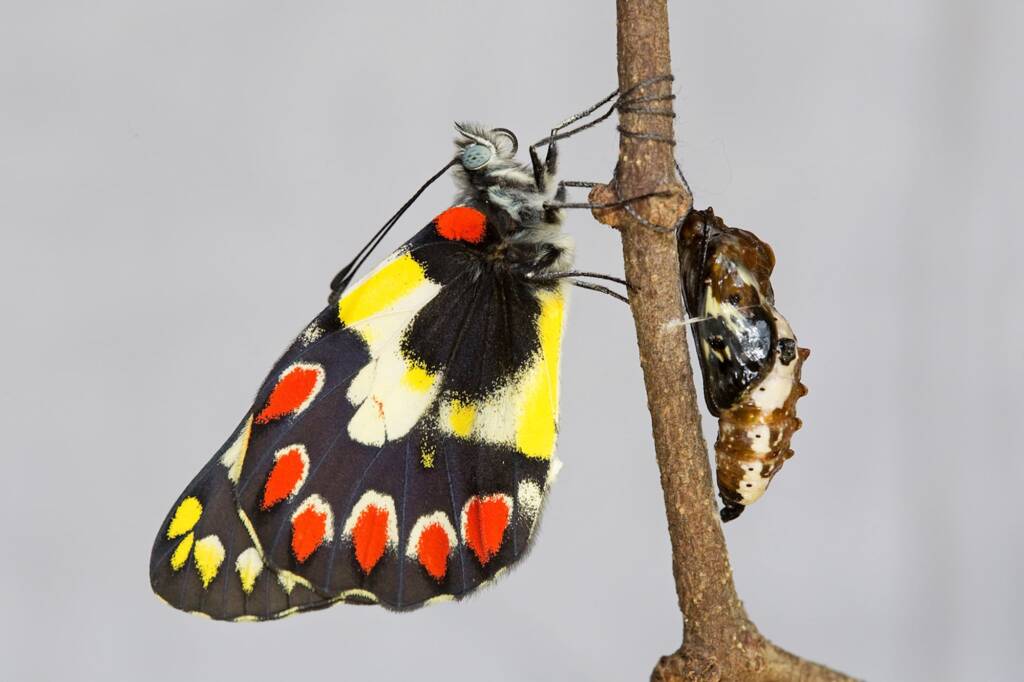 Red Spotted Jezebel (Delias aganippe), Brisbane QLD © Hongming Kan