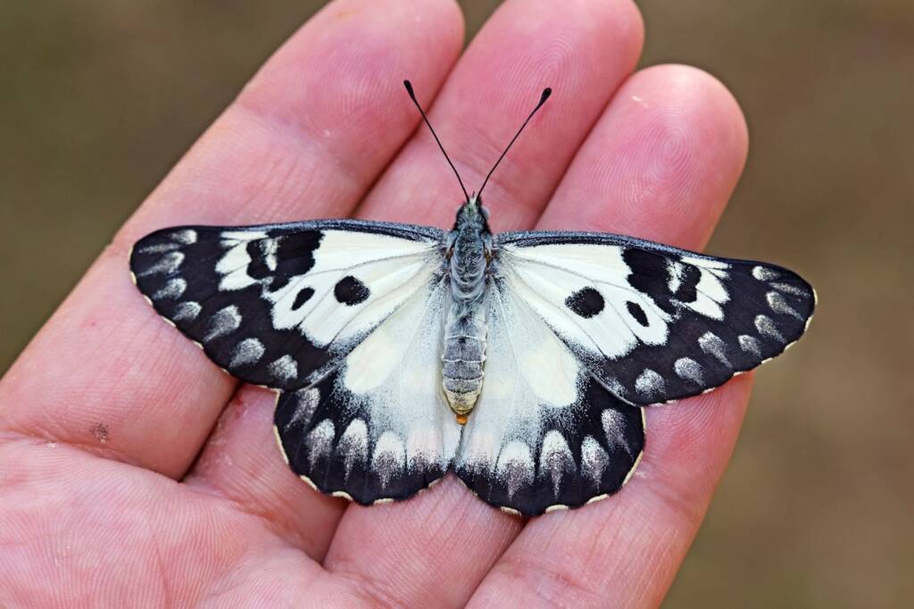 Red Spotted Jezebel (Delias aganippe), Brisbane QLD © Hongming Kan