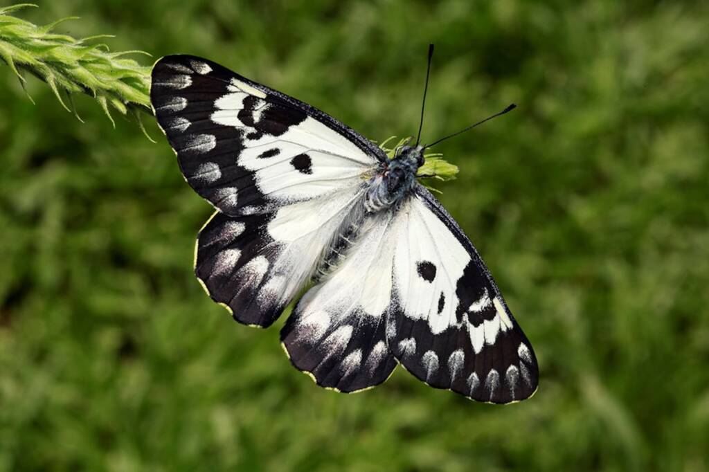 Red Spotted Jezebel (Delias aganippe), Brisbane QLD © Hongming Kan