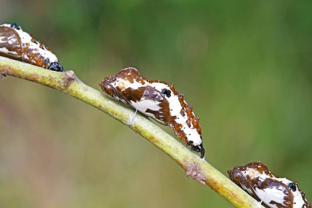 Red Spotted Jezebel (Delias aganippe) pupa, Brisbane QLD © Hongming Kan