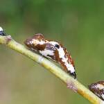 Red Spotted Jezebel (Delias aganippe) pupa, Brisbane QLD © Hongming Kan