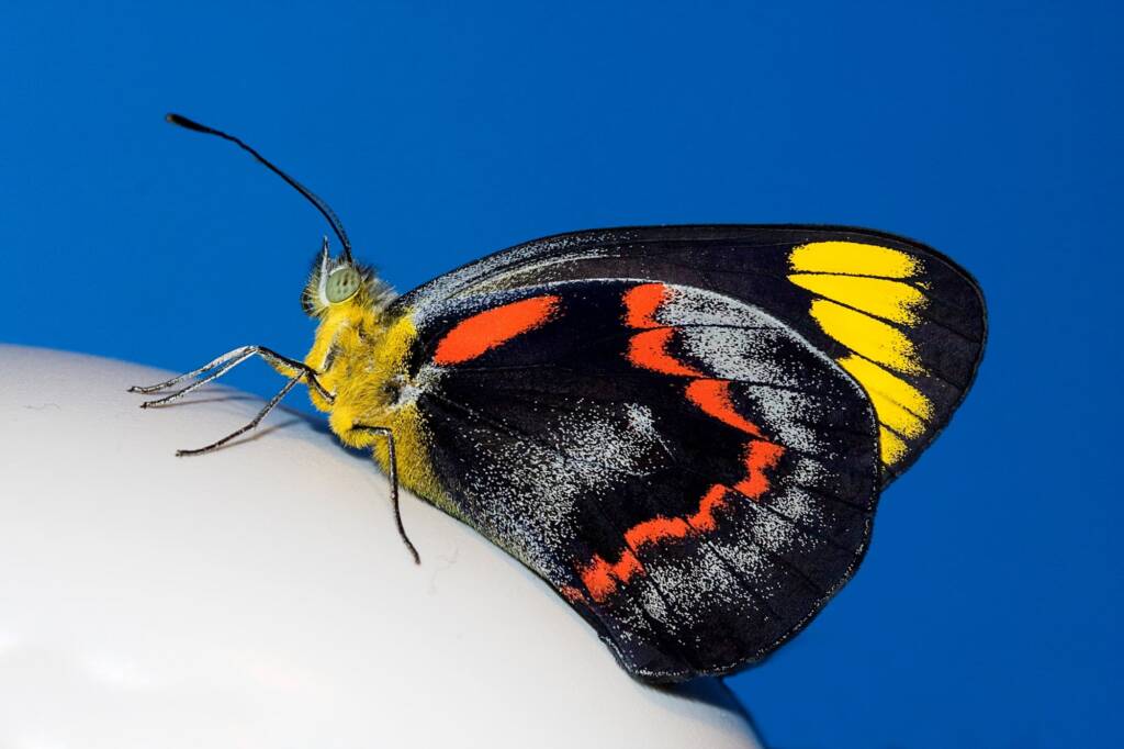 Black Jezebel (Delias nigrina), Brisbane QLD © Hongming Kan