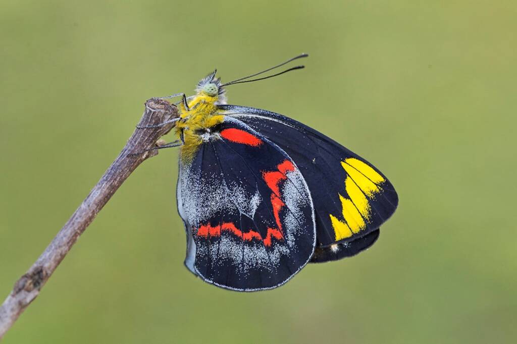 Black Jezebel (Delias nigrina), Brisbane QLD © Hongming Kan