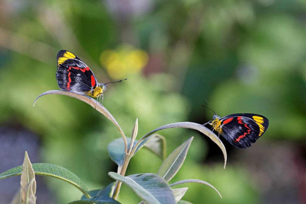 Black Jezebel (Delias nigrina), Brisbane QLD © Hongming Kan