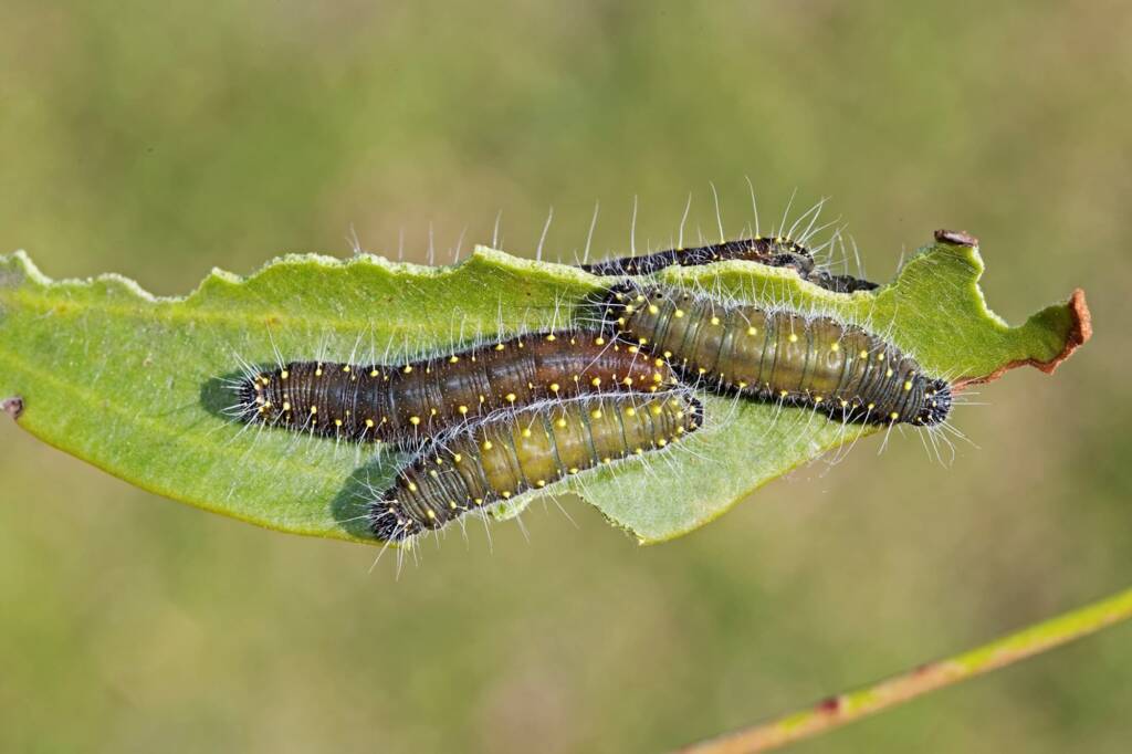 Black Jezebel (Delias nigrina) caterpillars, Brisbane QLD © Hongming Kan