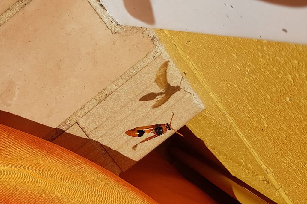 Orange-tailed Potter Wasp (Delta latreillei), Alice Springs NT