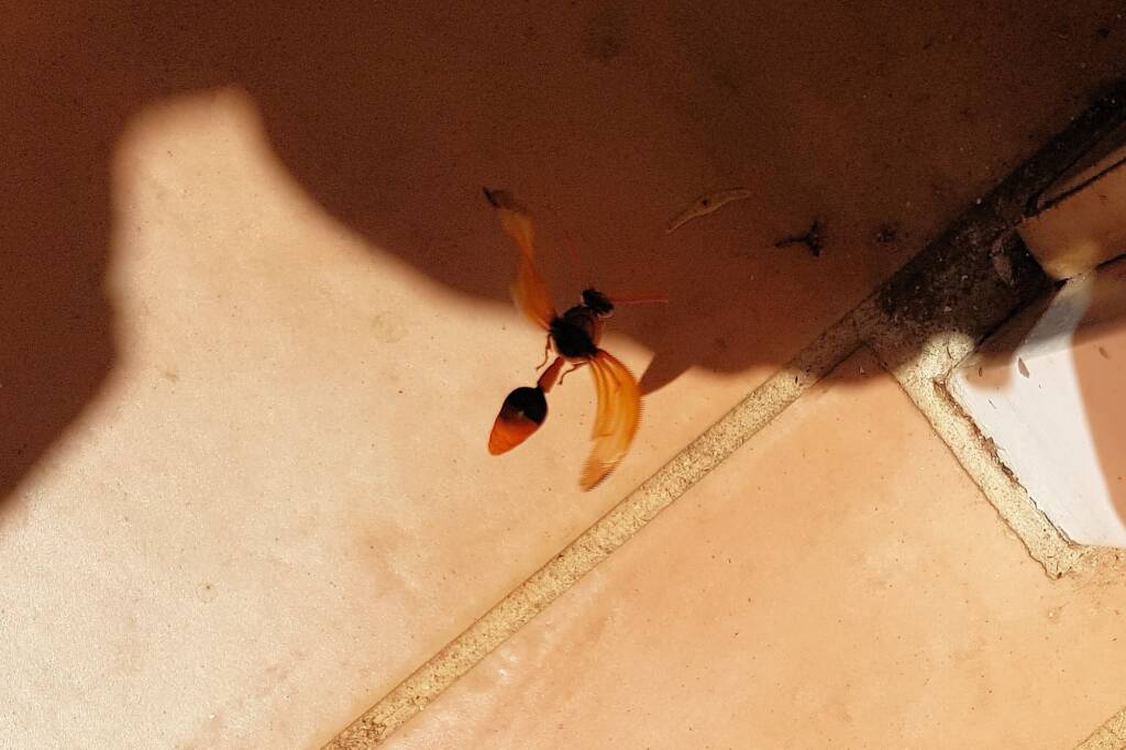 Orange-tailed Potter Wasp (Delta latreillei), Alice Springs NT