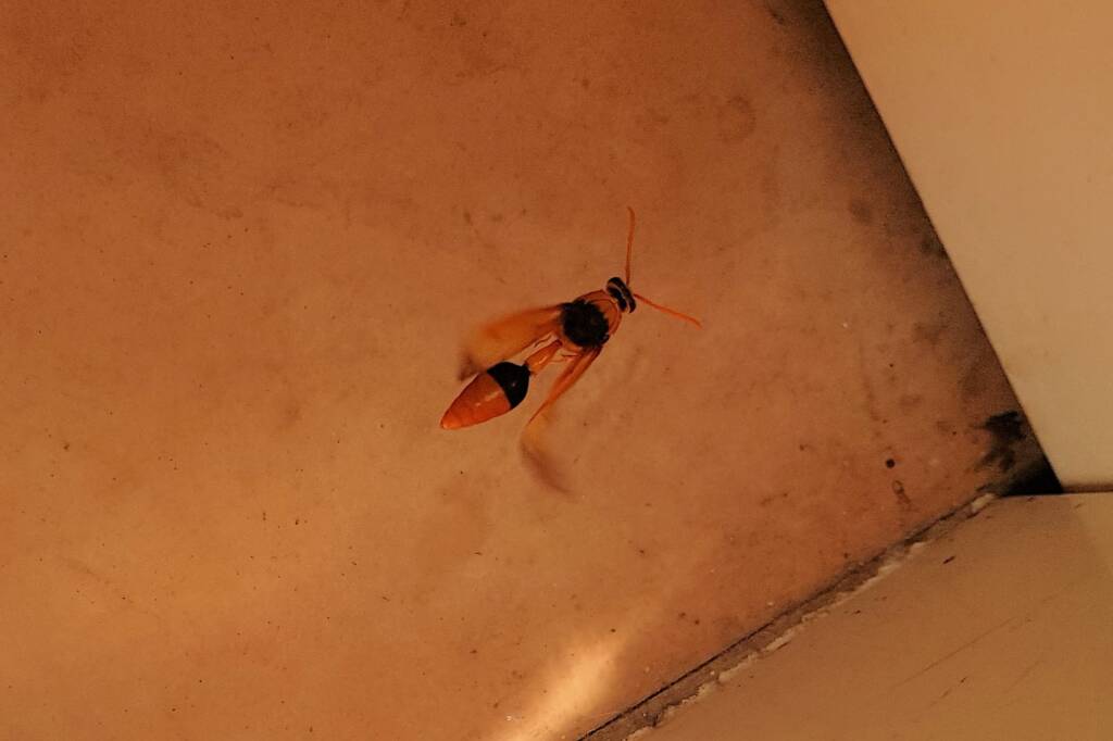 Orange-tailed Potter Wasp (Delta latreillei), Alice Springs NT