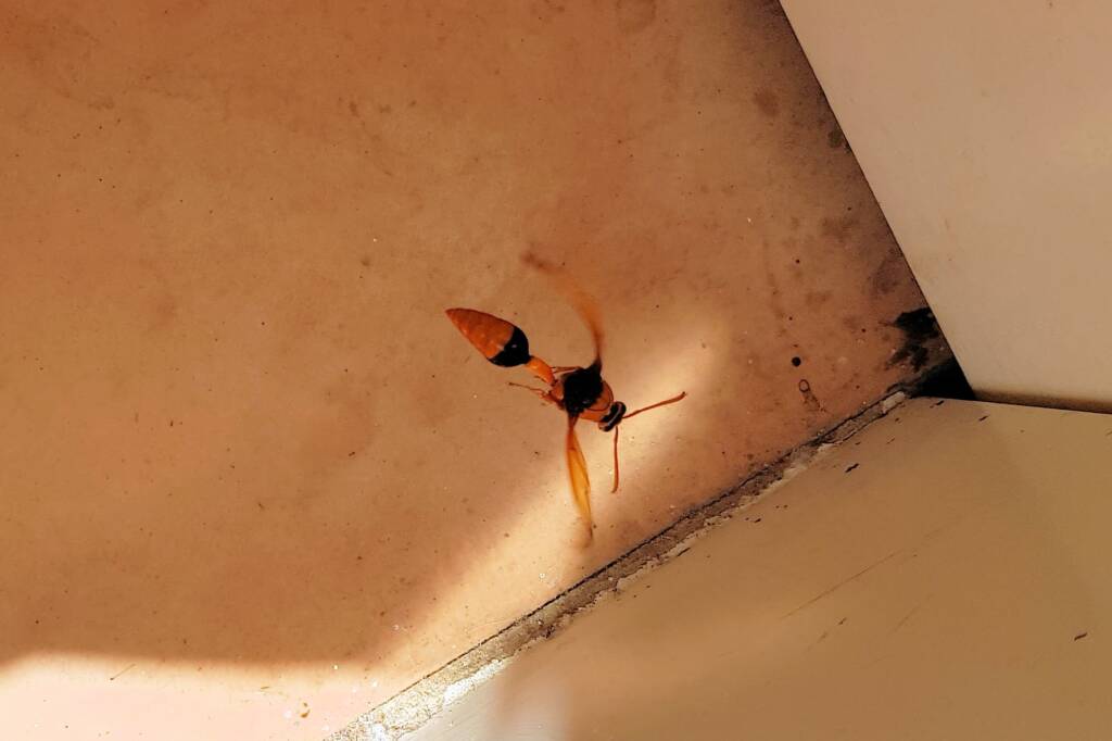 Orange-tailed Potter Wasp (Delta latreillei), Alice Springs NT