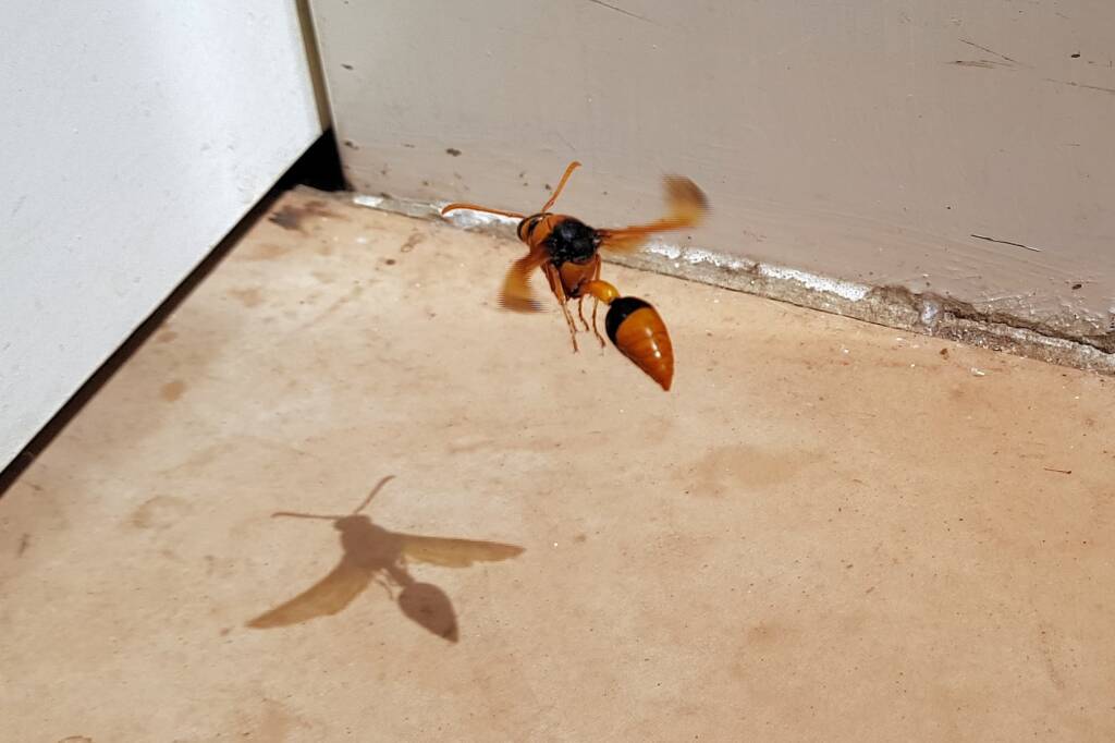 Orange-tailed Potter Wasp (Delta latreillei), Alice Springs NT