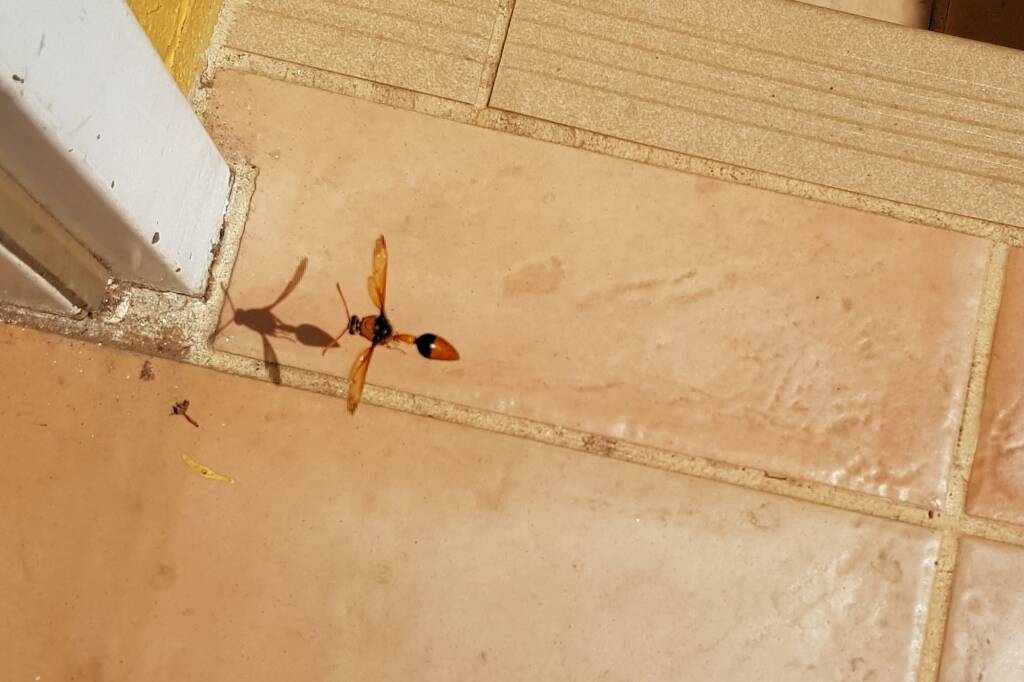 Orange-tailed Potter Wasp (Delta latreillei), Alice Springs NT