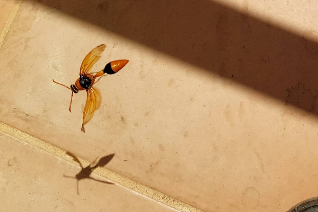 Orange-tailed Potter Wasp (Delta latreillei), Alice Springs NT