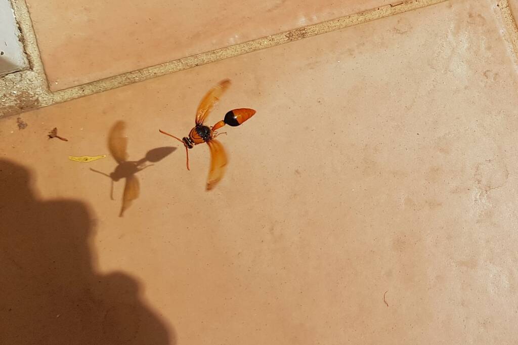 Orange-tailed Potter Wasp (Delta latreillei), Alice Springs NT