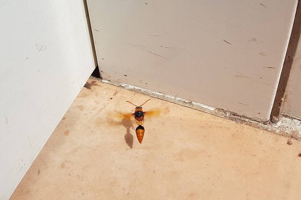 Orange-tailed Potter Wasp (Delta latreillei), Alice Springs NT