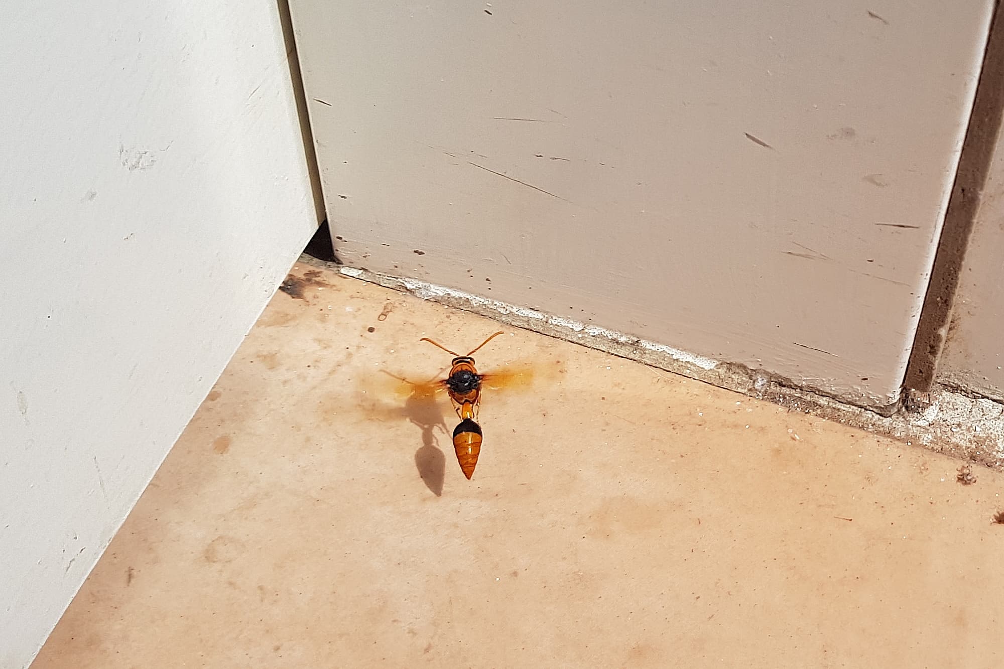 Orange-tailed Potter Wasp (Delta latreillei), Alice Springs NT