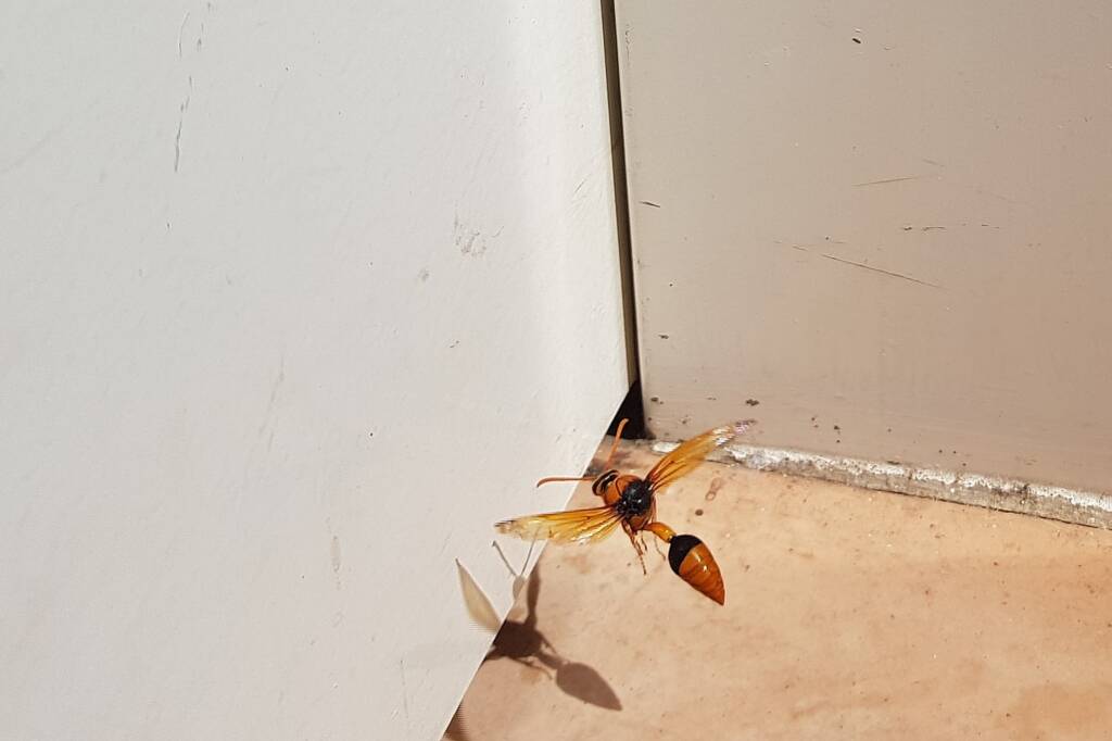 Orange-tailed Potter Wasp (Delta latreillei), Alice Springs NT
