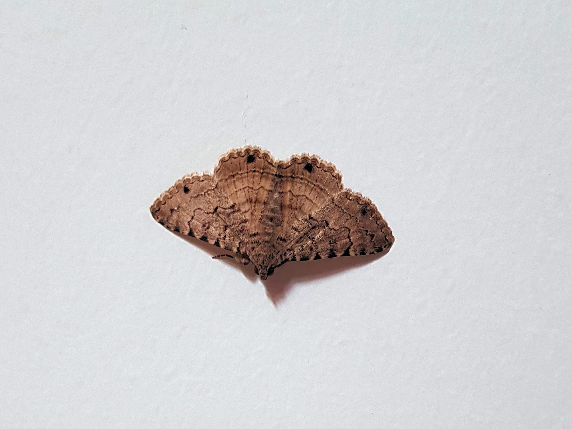 Diatenes gerula (Erebid Moth), Alice Springs NT