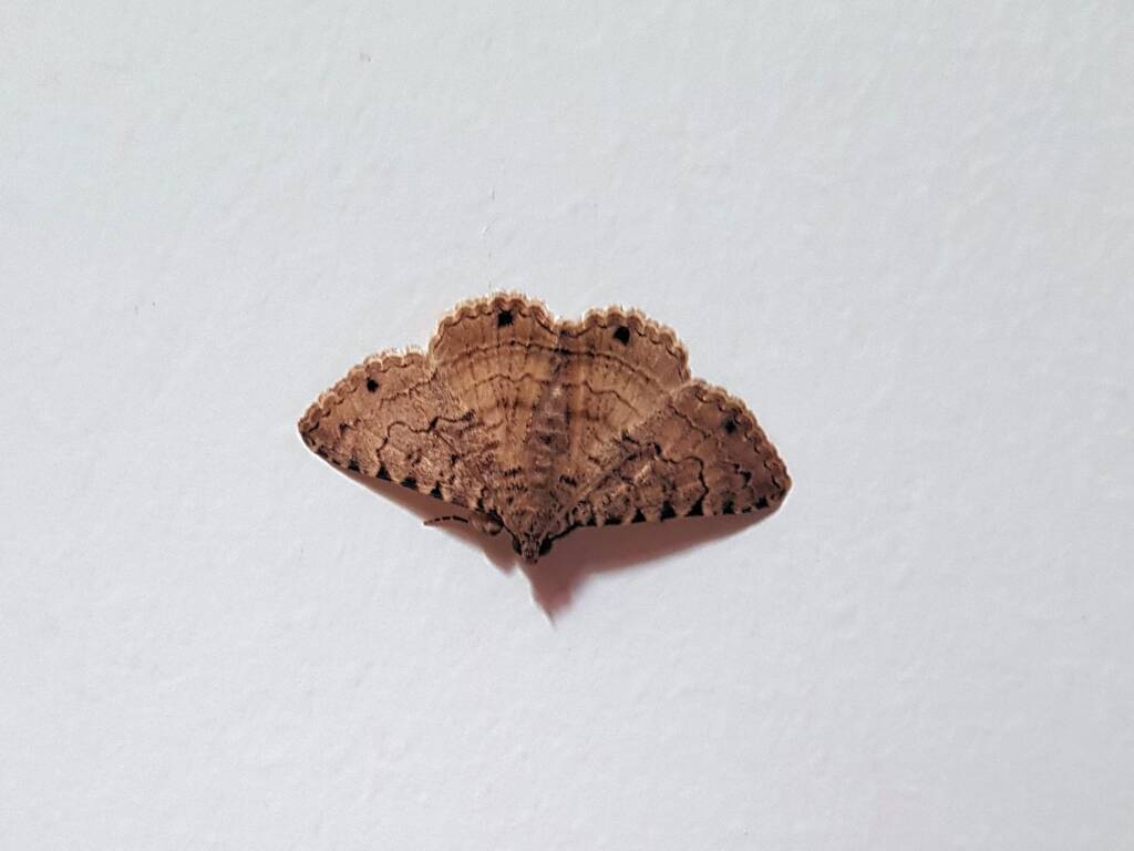 Diatenes gerula (Erebid Moth), Alice Springs NT