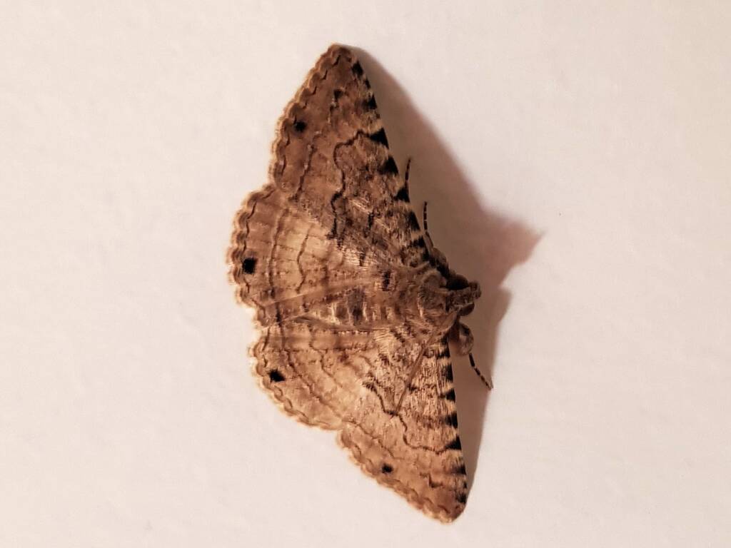 Diatenes gerula (Erebid Moth), Alice Springs NT