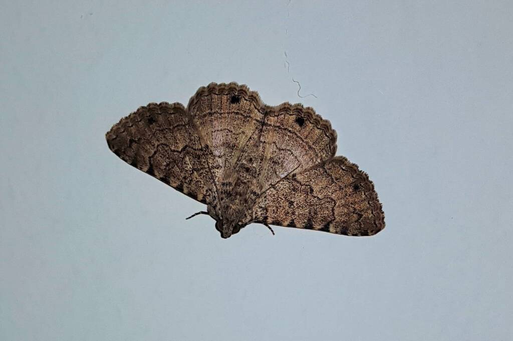 Diatenes gerula (Erebid Moth), Alice Springs NT