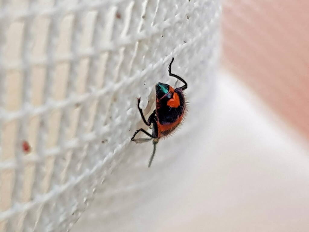 Dicranolaius bellulus (Red and Blue Beetle), Alice Springs NT