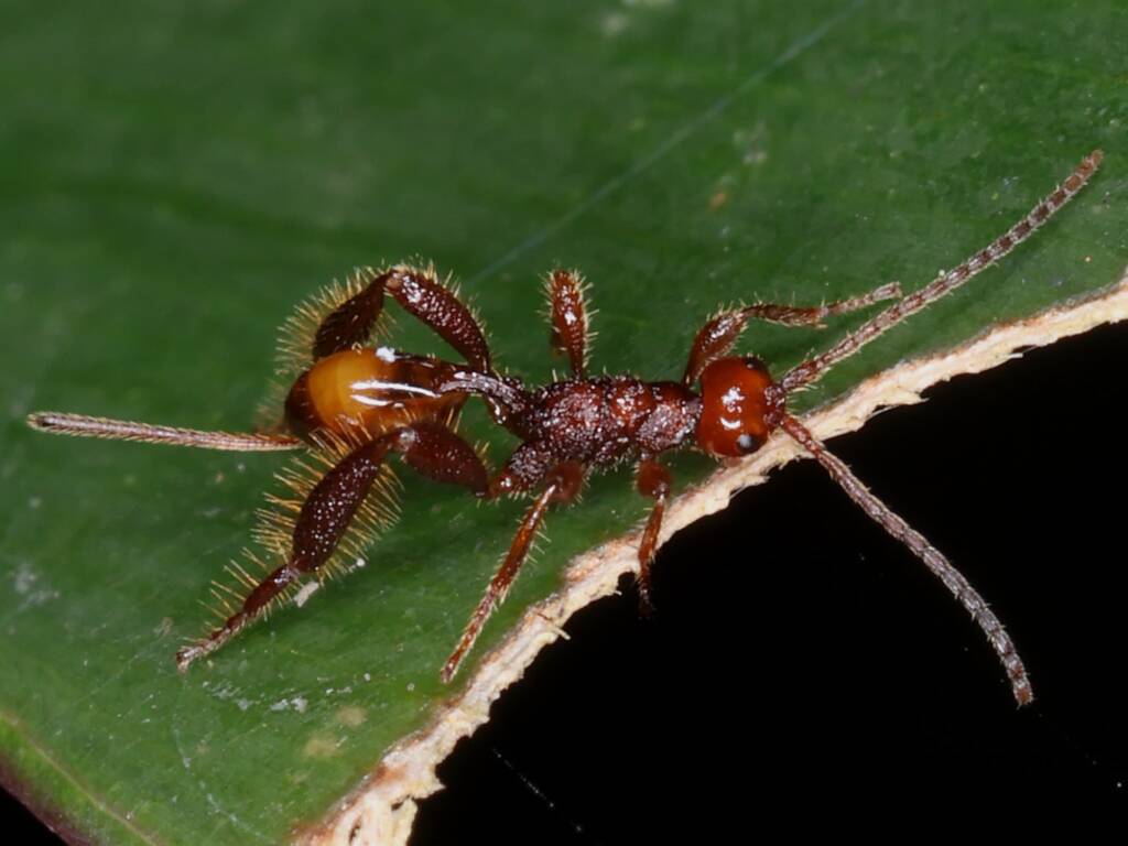 Australospathius (genus), Doryctinae (subfamily of the Braconidae), Coffs Harbour NSW © Lachlan Copeland