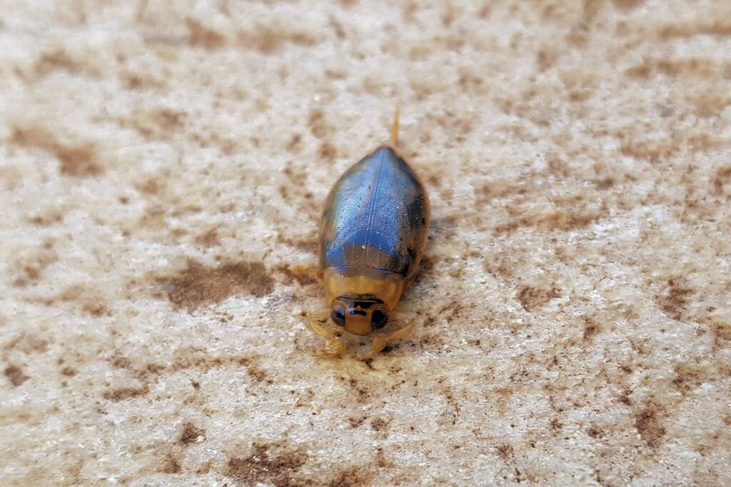 Eretes australis (subfamily Dytiscinae), Alice Springs NT