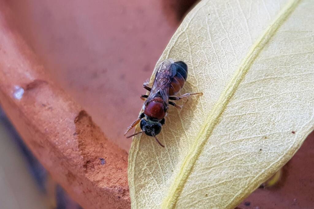 Euryglossina (subfamily Euryglossinae, family Colletidae), Alice Springs NT