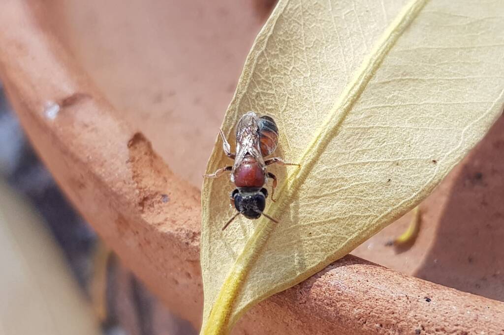 Euryglossina (subfamily Euryglossinae, family Colletidae), Alice Springs NT