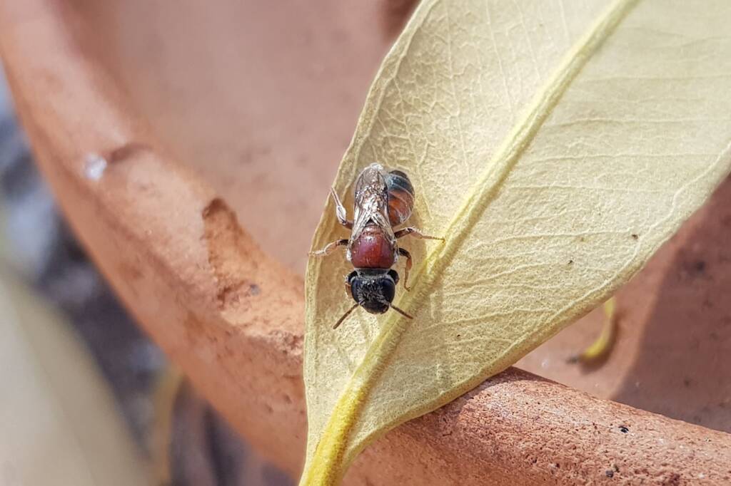 Euryglossina (subfamily Euryglossinae, family Colletidae), Alice Springs NT