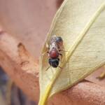 Euryglossina (subfamily Euryglossinae, family Colletidae), Alice Springs NT