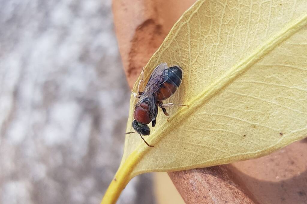 Euryglossina (subfamily Euryglossinae, family Colletidae), Alice Springs NT