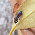 Euryglossina (subfamily Euryglossinae, family Colletidae), Alice Springs NT