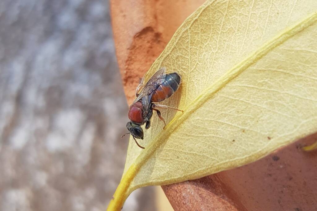 Euryglossina (subfamily Euryglossinae, family Colletidae), Alice Springs NT