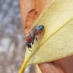 Euryglossina (subfamily Euryglossinae, family Colletidae), Alice Springs NT