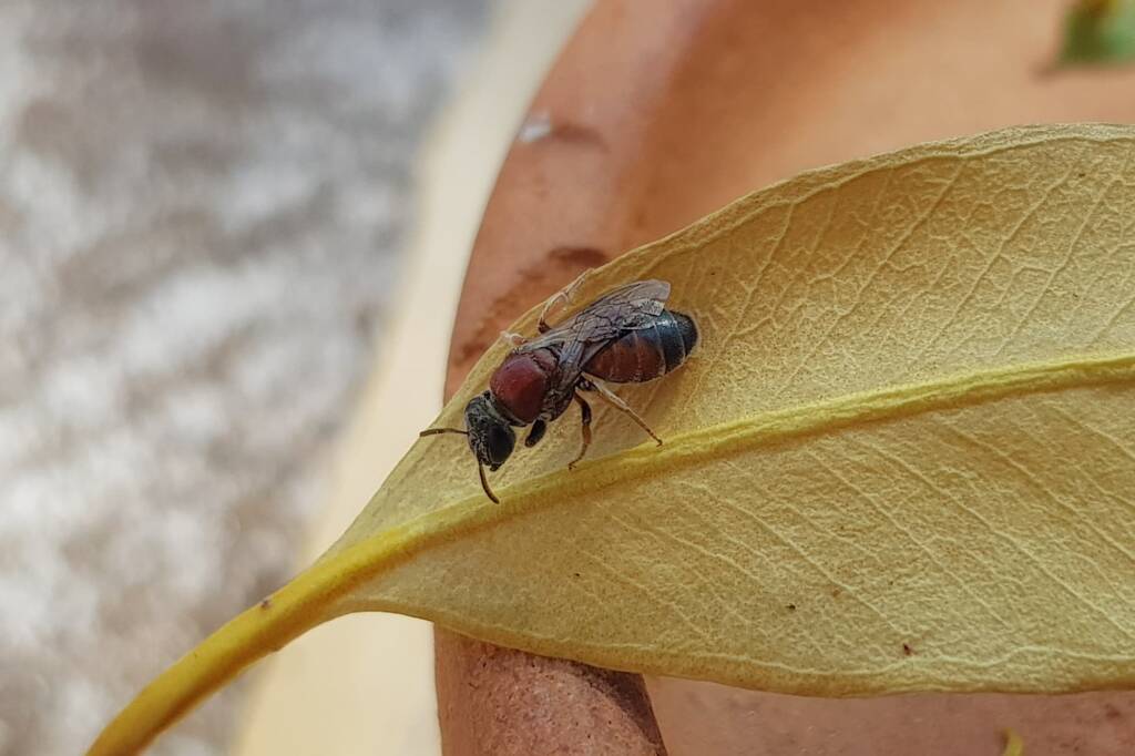Euryglossina (subfamily Euryglossinae, family Colletidae), Alice Springs NT