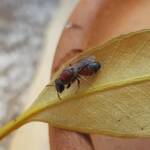 Euryglossina (subfamily Euryglossinae, family Colletidae), Alice Springs NT