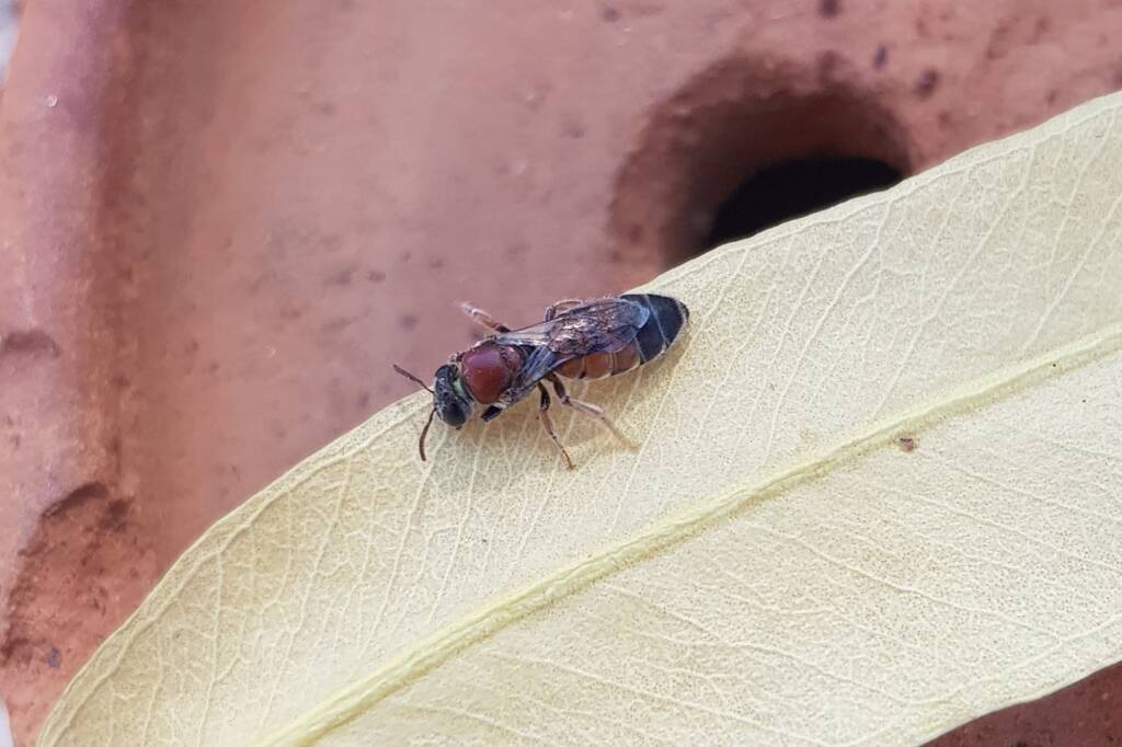 Euryglossina (subfamily Euryglossinae, family Colletidae), Alice Springs NT