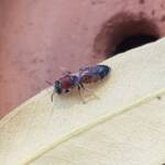 Euryglossina (subfamily Euryglossinae, family Colletidae), Alice Springs NT