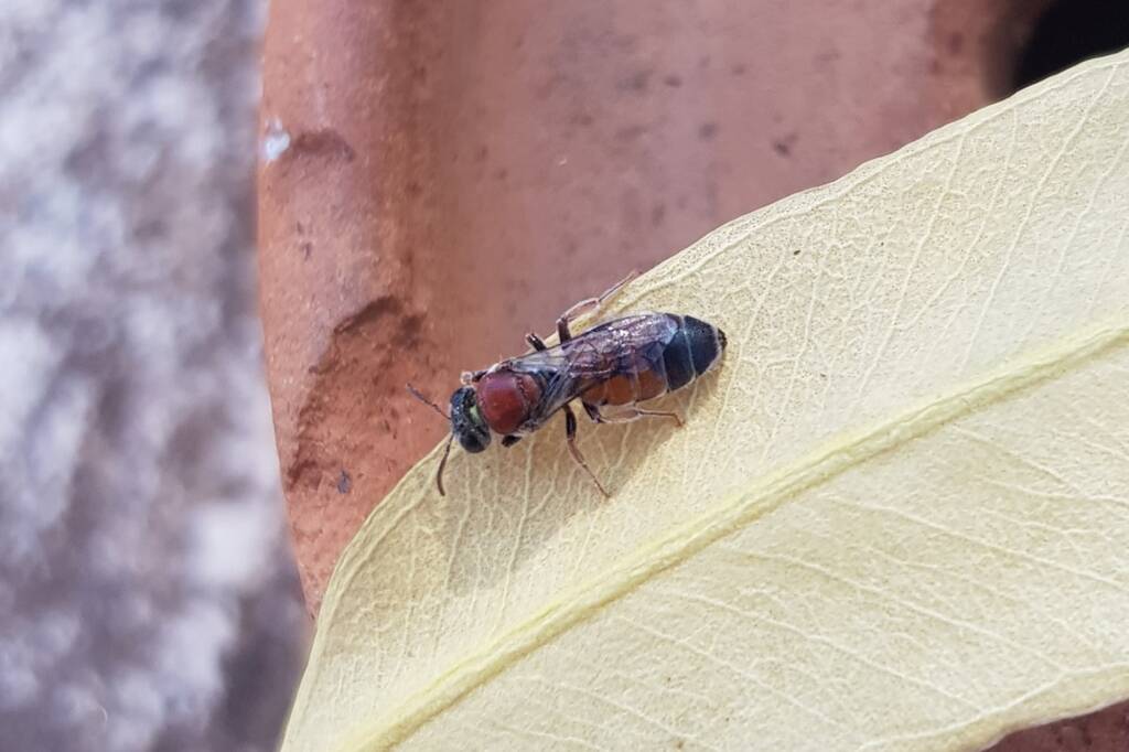 Euryglossina (subfamily Euryglossinae, family Colletidae), Alice Springs NT