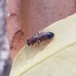 Euryglossina (subfamily Euryglossinae, family Colletidae), Alice Springs NT